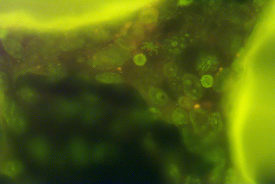 3D Human lung tissue with luminescent Nano crystals. Showing chromosome division. Credit: NASA