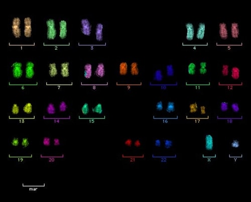Normal Human Neural Progenitor cells grown for 6 months in 3-D